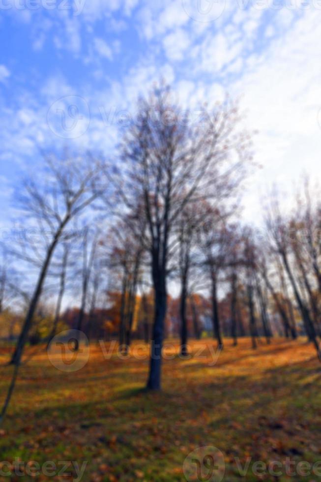 autunno nel parco foto