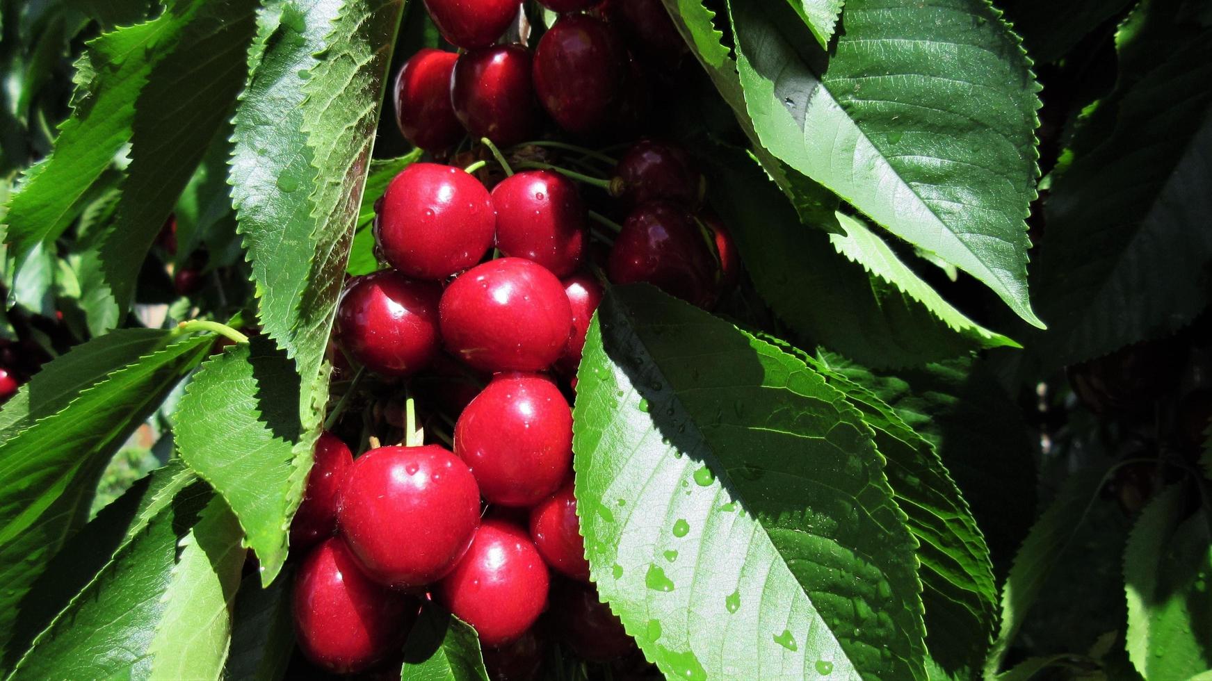 ciliegia e foglie, primo piano della frutta estiva foto