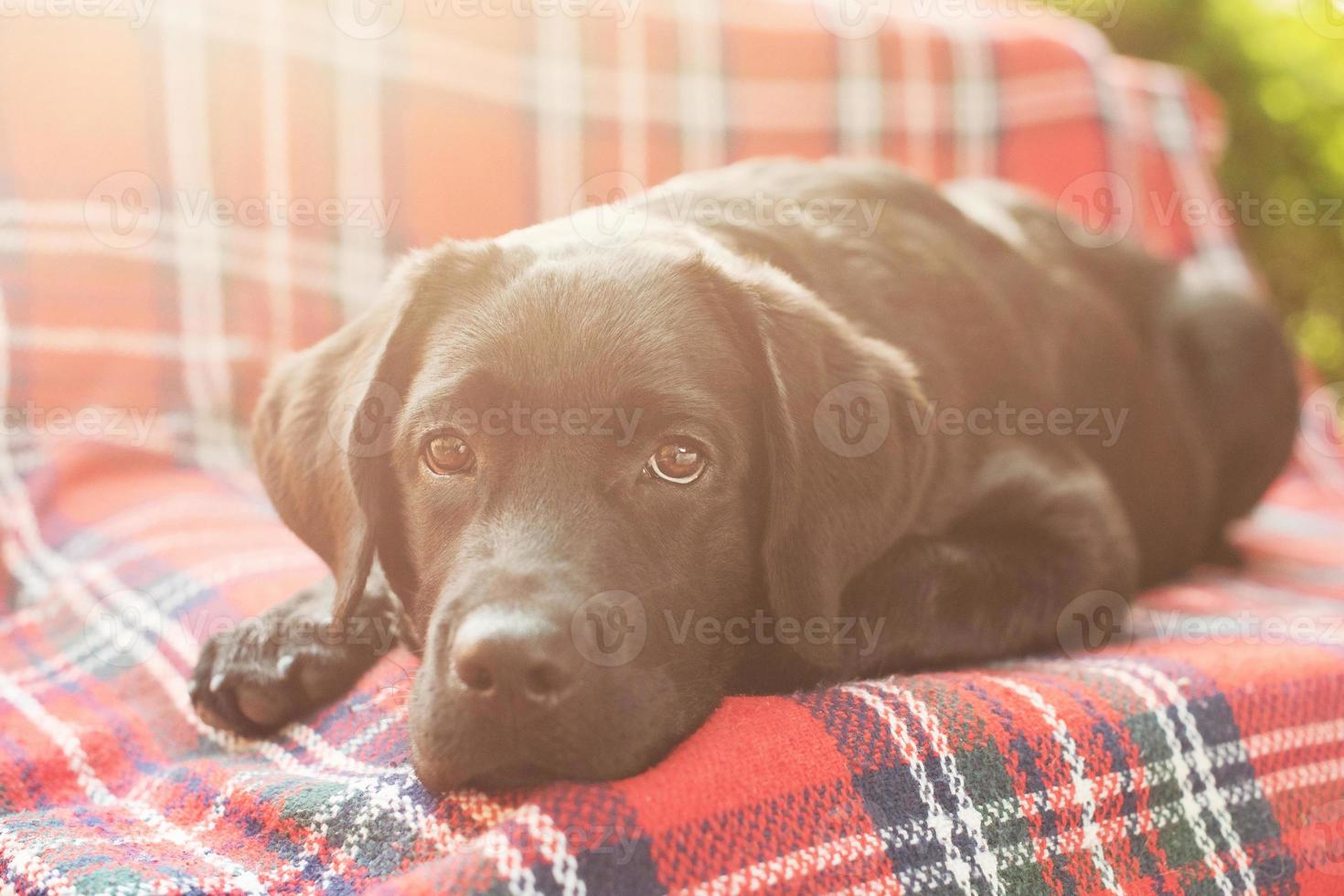 un cane labrador nero è sdraiato a letto sul divano. messa a fuoco morbida solo sugli occhi del cane. foto