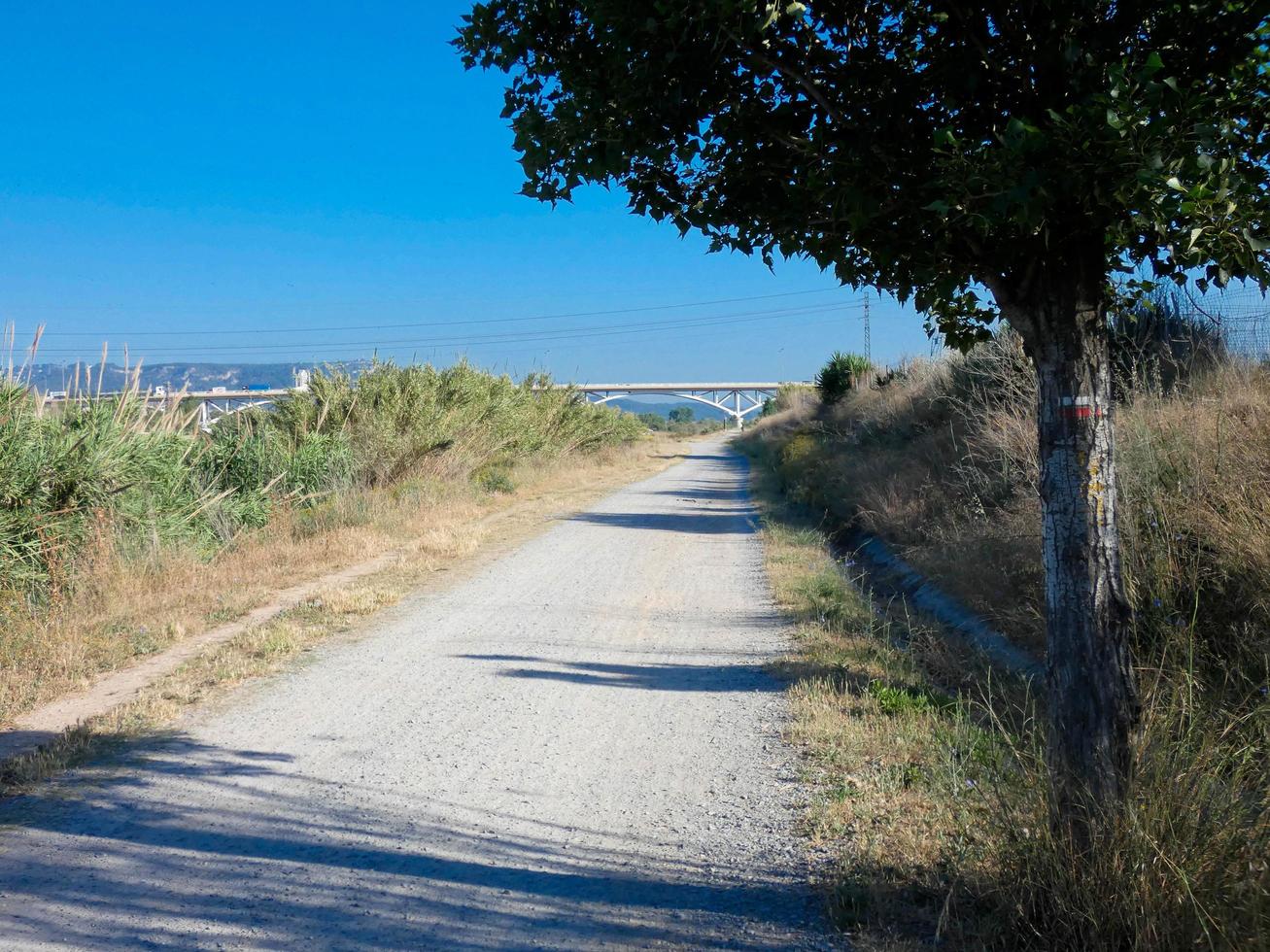 strada sterrata solitaria con vegetazione secca ai lati foto