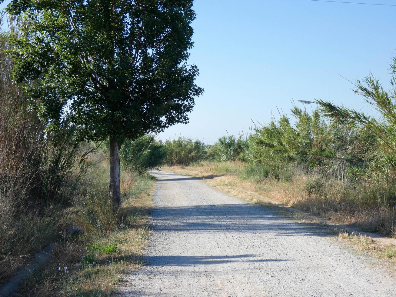 strada sterrata solitaria con vegetazione secca ai lati foto