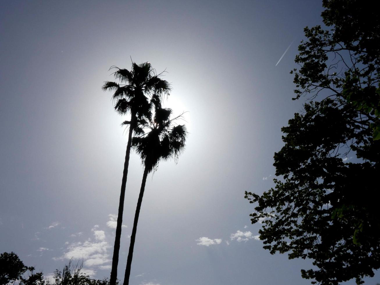 palme si stagliano su uno sfondo di cielo blu foto