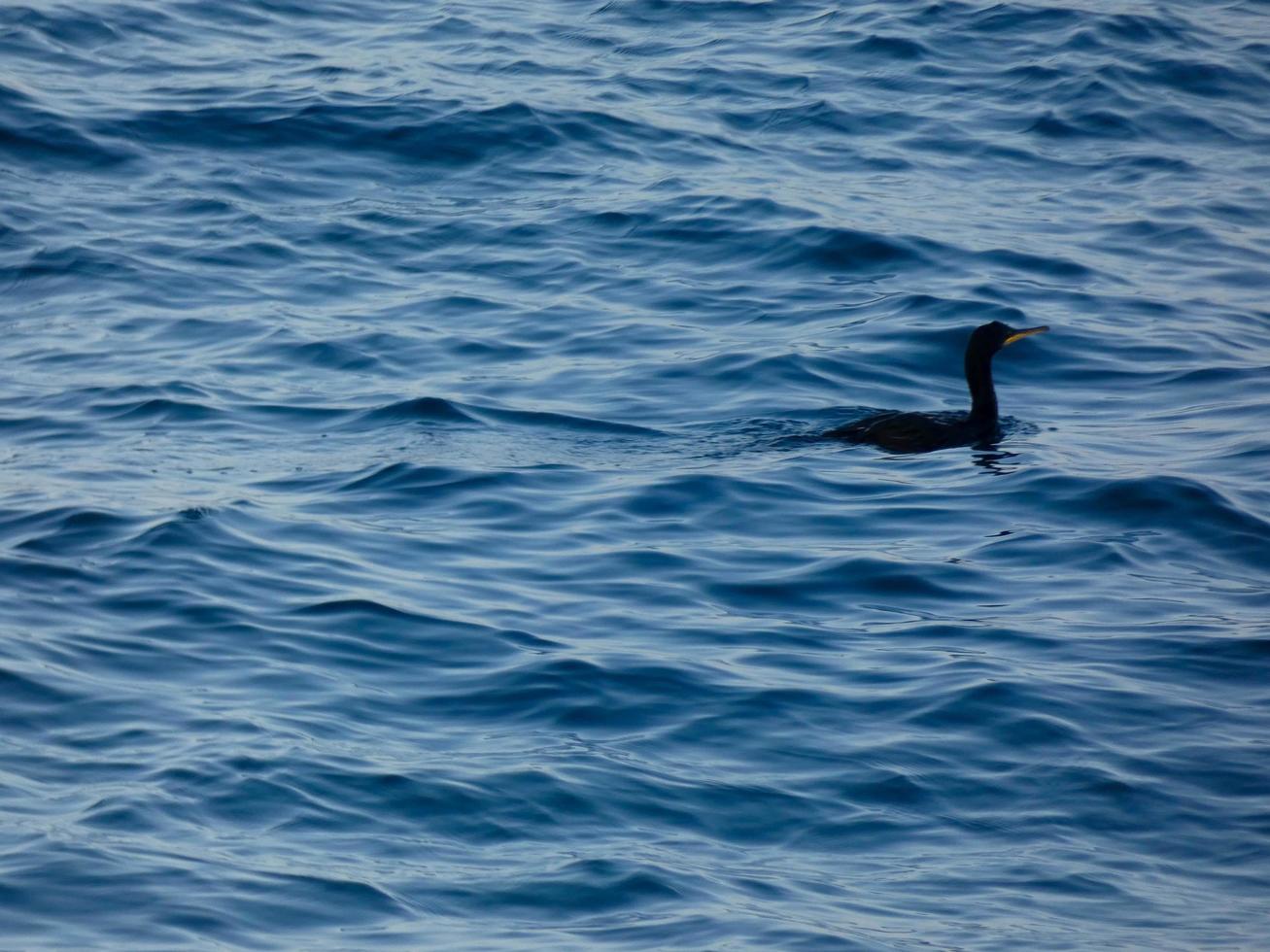 uccelli marini in attesa di una cattura, appollaiati su un mare azzurro e calmo foto