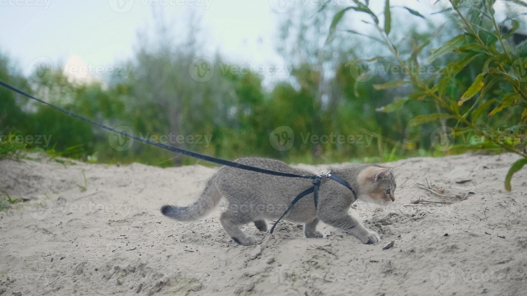 british shorthair tabby cat in collare che cammina sulla sabbia foto