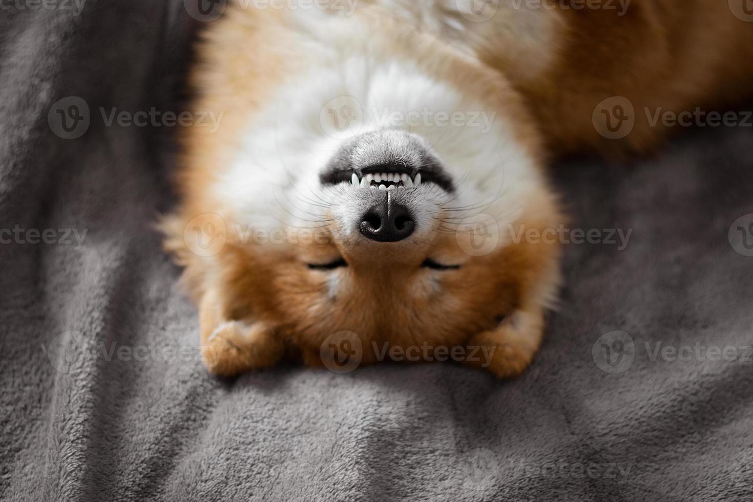 il cane giapponese shiba inu si sdraia sul letto e dorme divertente. foto