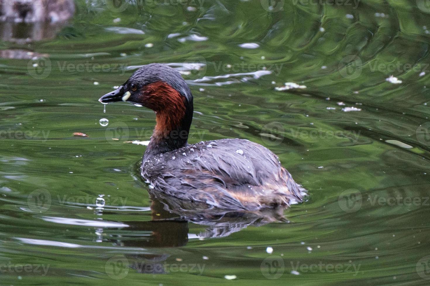 Tuffetto tachybaptus ruficollis lagan river belfast irlanda del nord regno unito foto