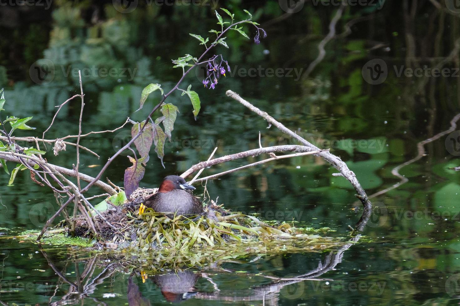 Tuffetto tachybaptus ruficollis lagan river belfast irlanda del nord regno unito foto