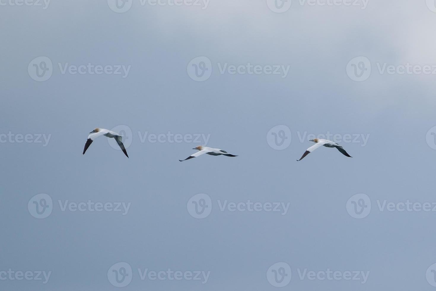 Northern gannet morus bassanus vicino all'isola di Rathlin Irlanda del Nord Regno Unito foto