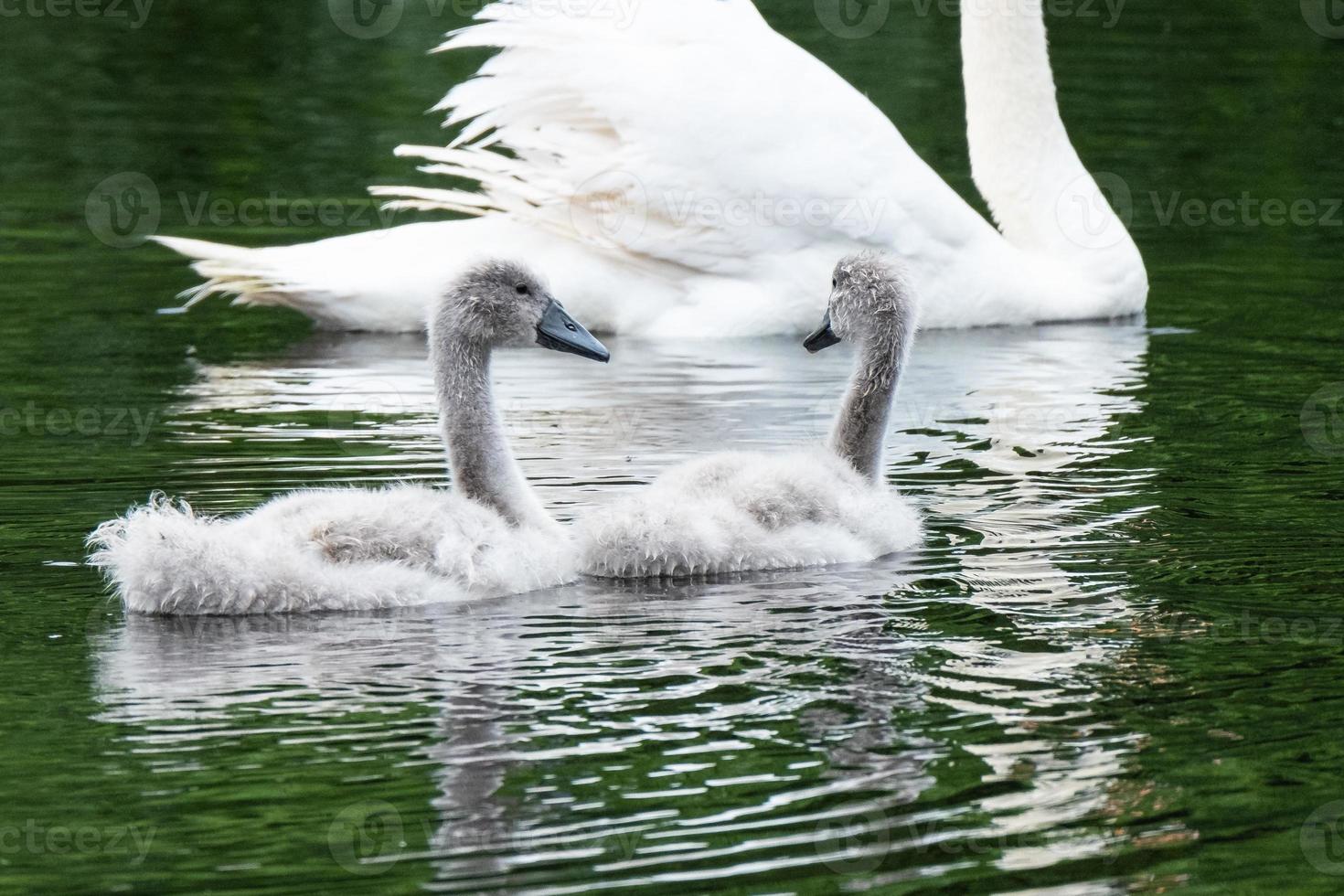 Cigno reale Cygnus olor lagan fiume belfast irlanda del nord regno unito foto