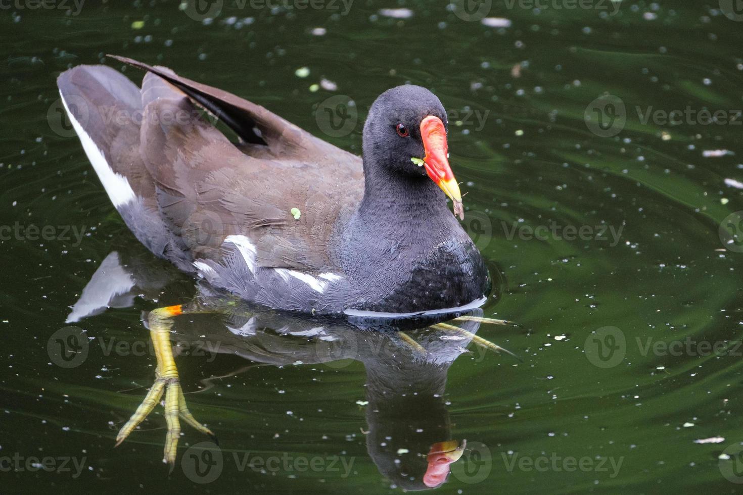 Gallina d'acqua eurasiatica gallinula chloropus lagar fiume belfast irlanda del nord regno unito foto