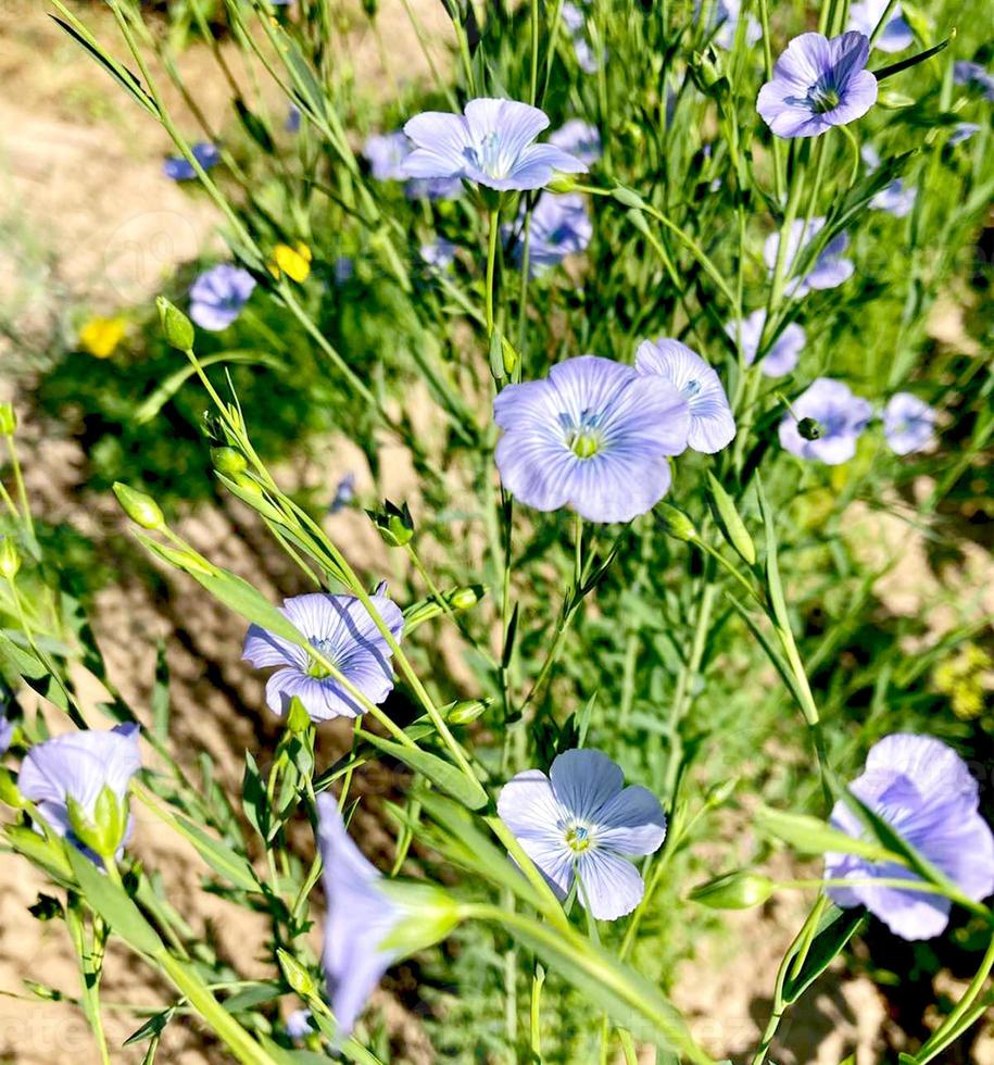 fiori di lino blu nel giardino. foto di alta qualità