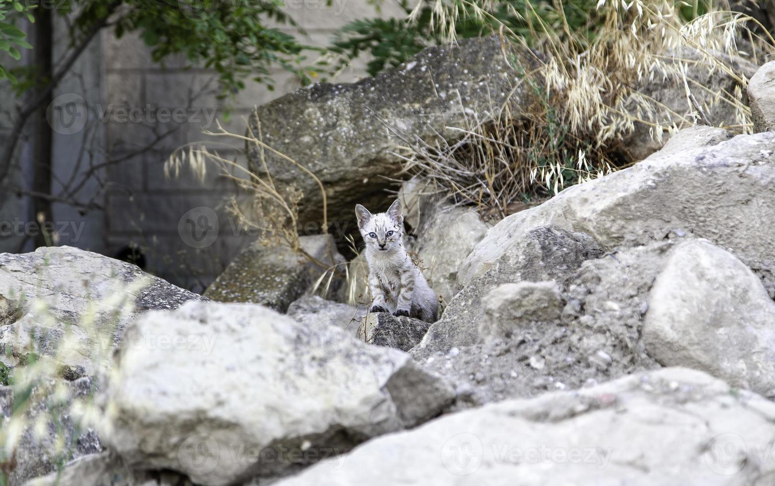 gatto appena nato abbandonato foto