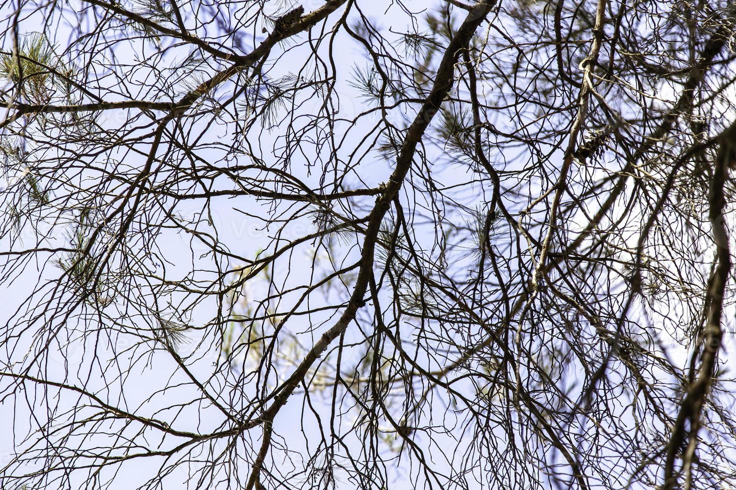 foglie di pino in una foresta foto