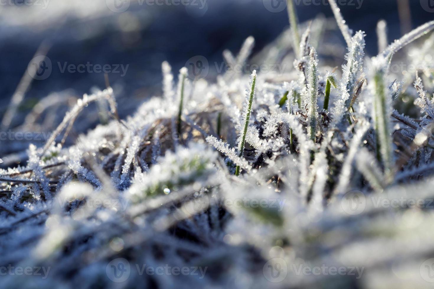 erba in inverno, primo piano foto