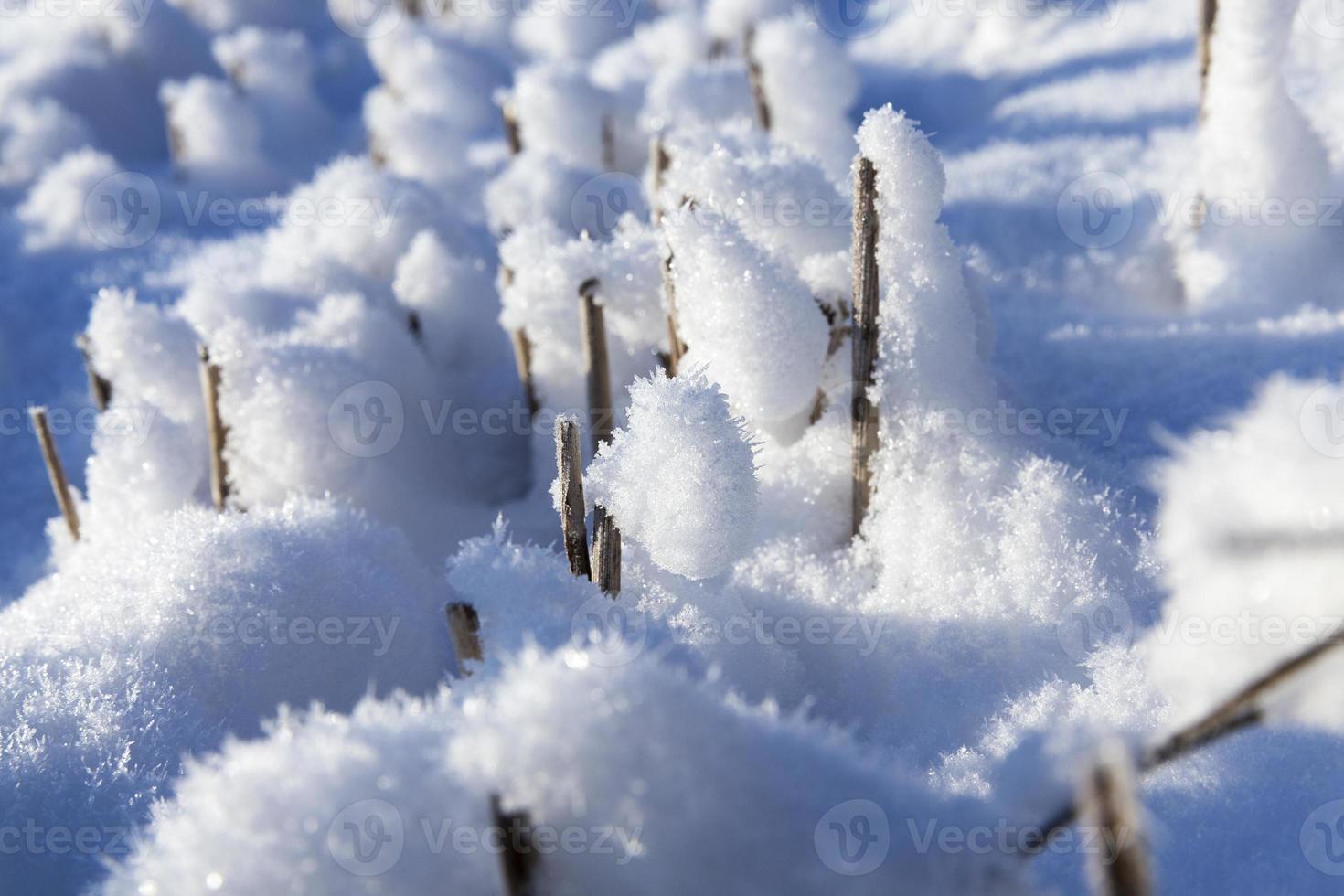 campo coperto di neve foto