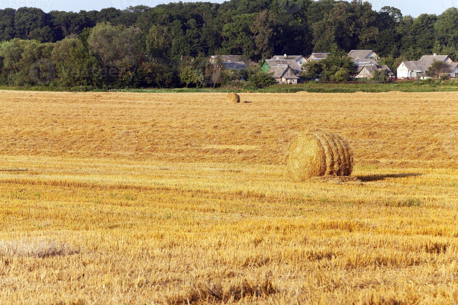 dopo la mietitura del grano foto