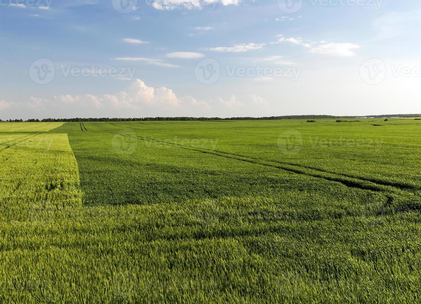 segale e grano foto