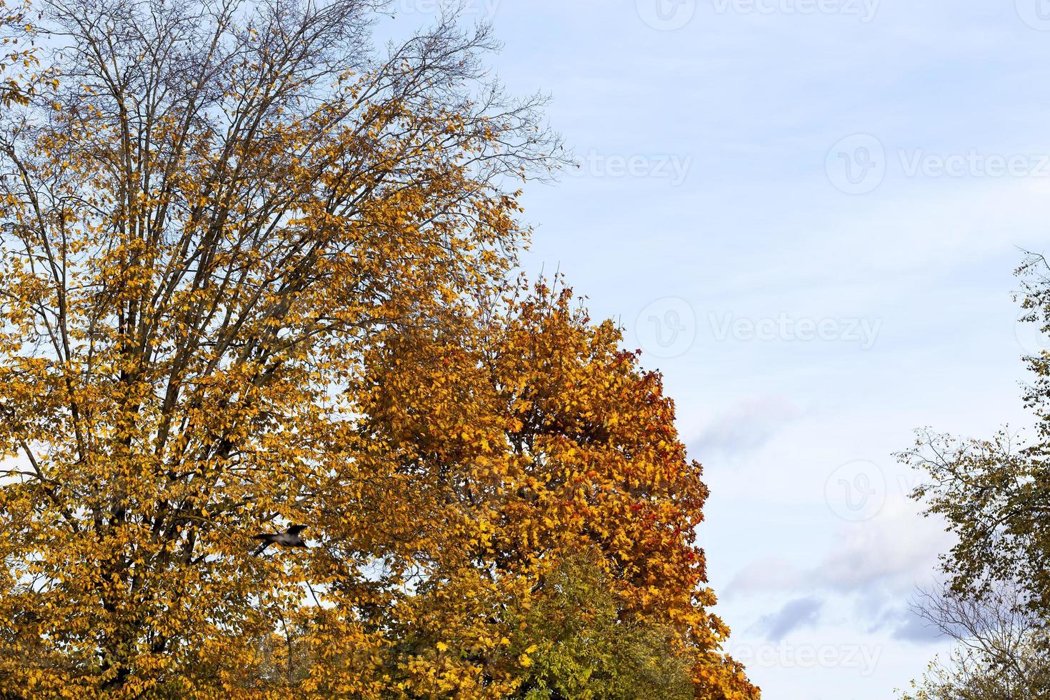 cambiare il colore dell'acero nella stagione autunnale foto