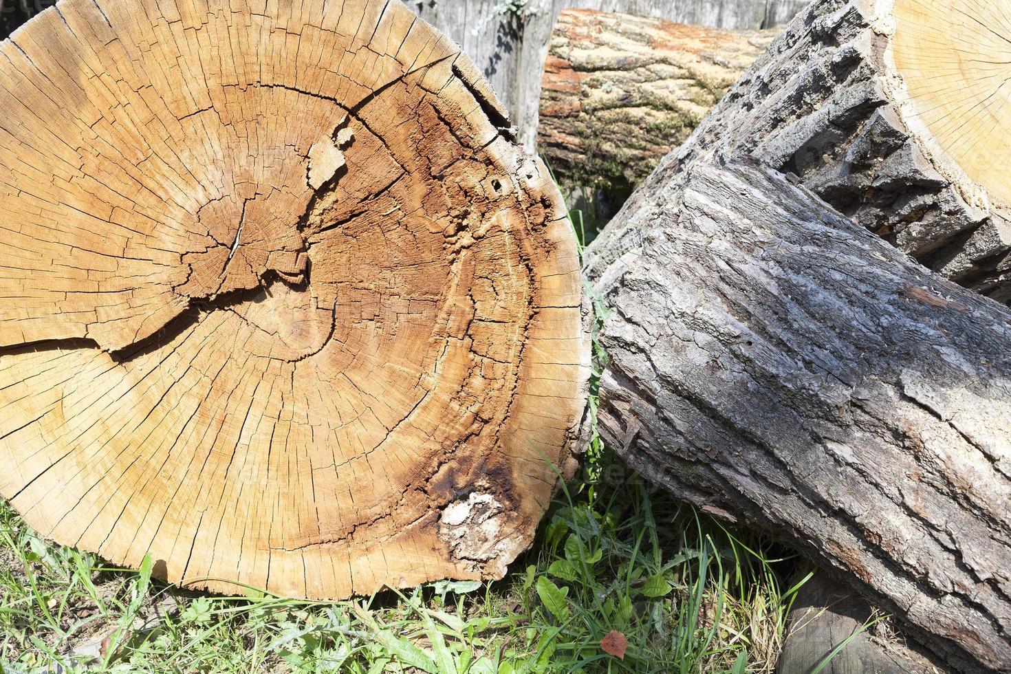 tronco di legno segato foto