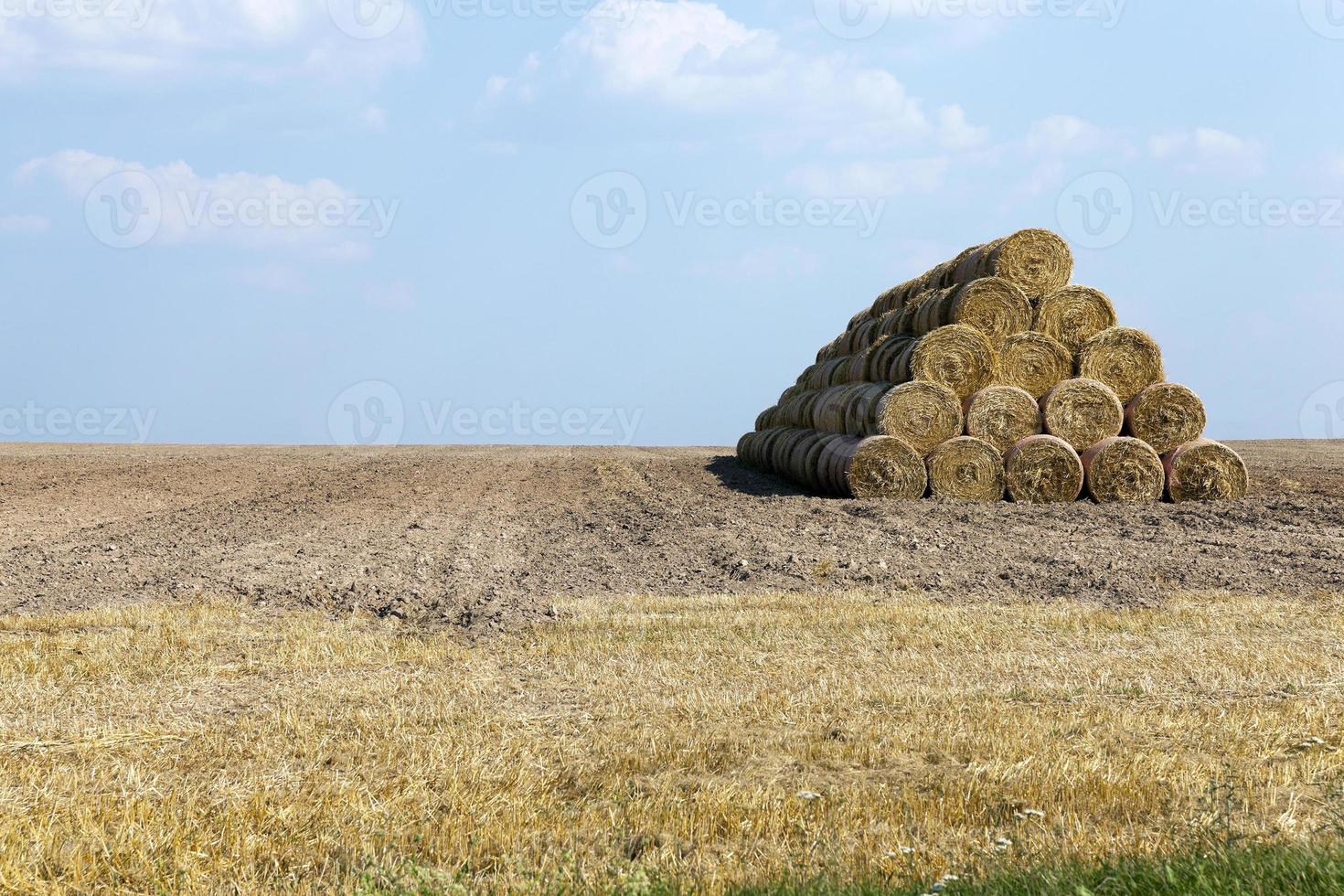 cereali da campo agricolo foto