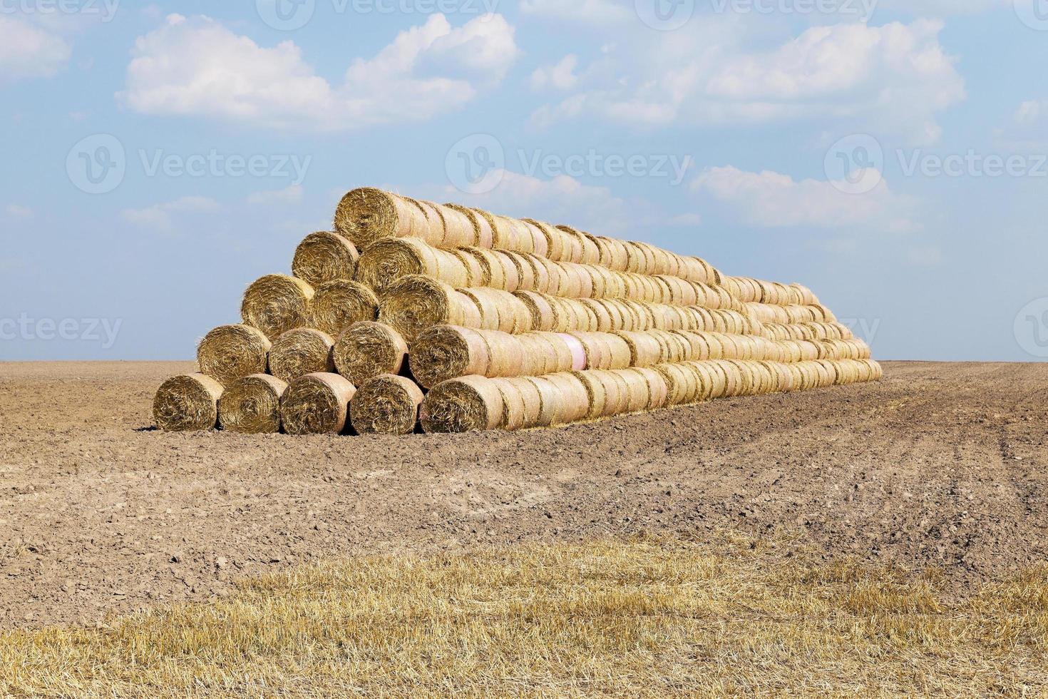 raccolto di cereali, estate foto