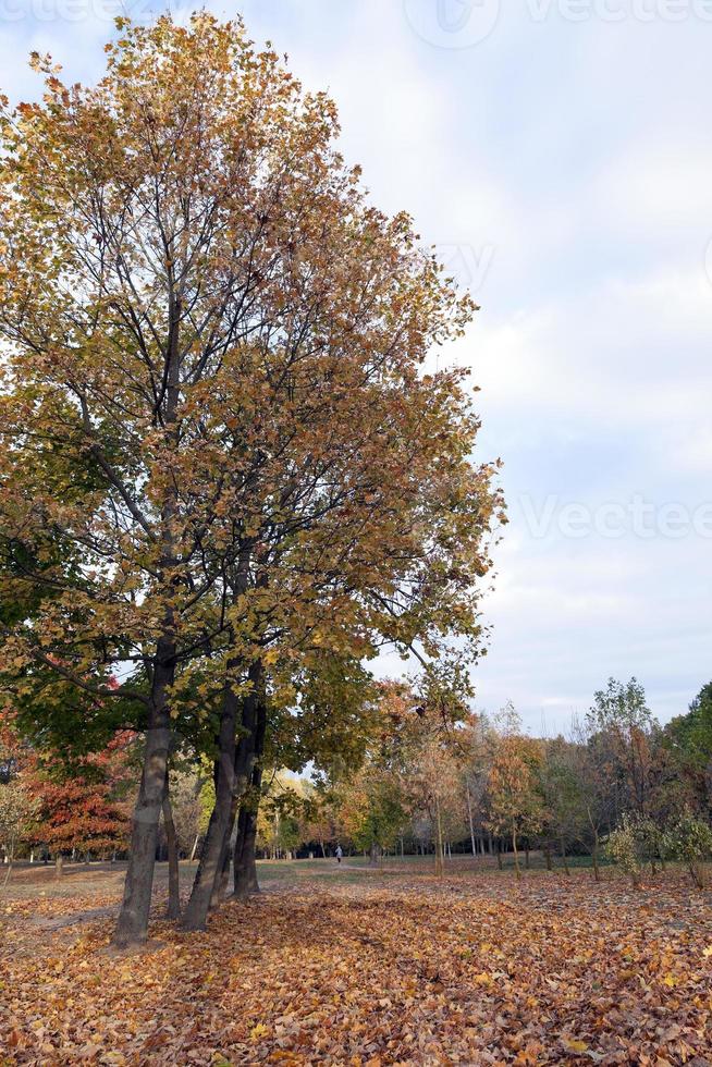 autunno nel parco foto