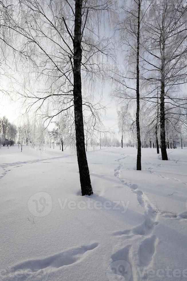 alberi in inverno foto