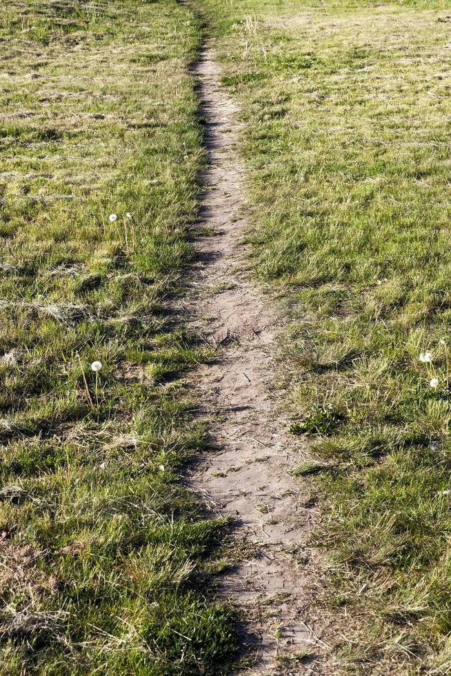 sentiero sul prato foto