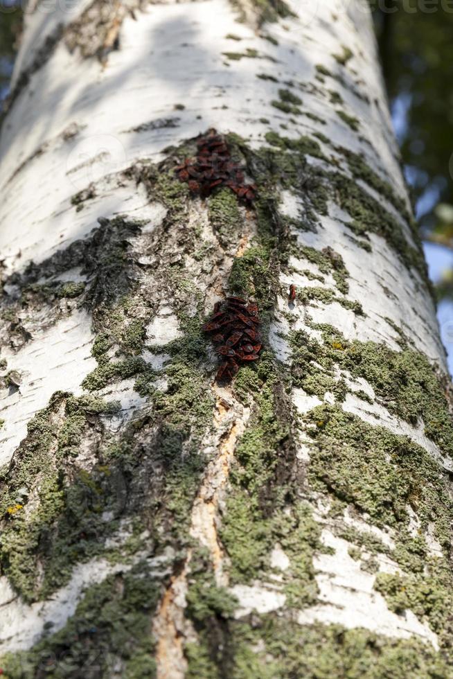 corteccia di betulla, primo piano foto