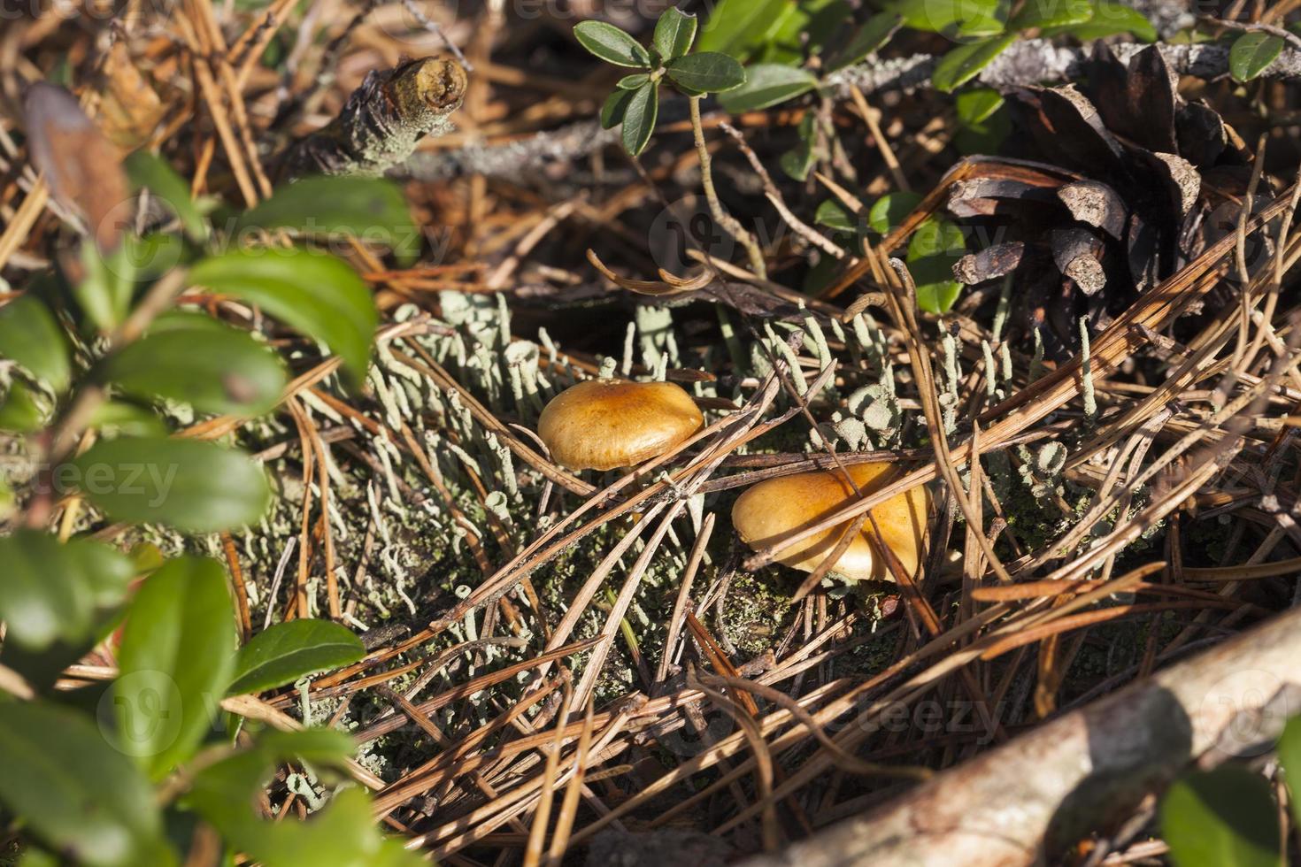 fungo arancione, primo piano foto