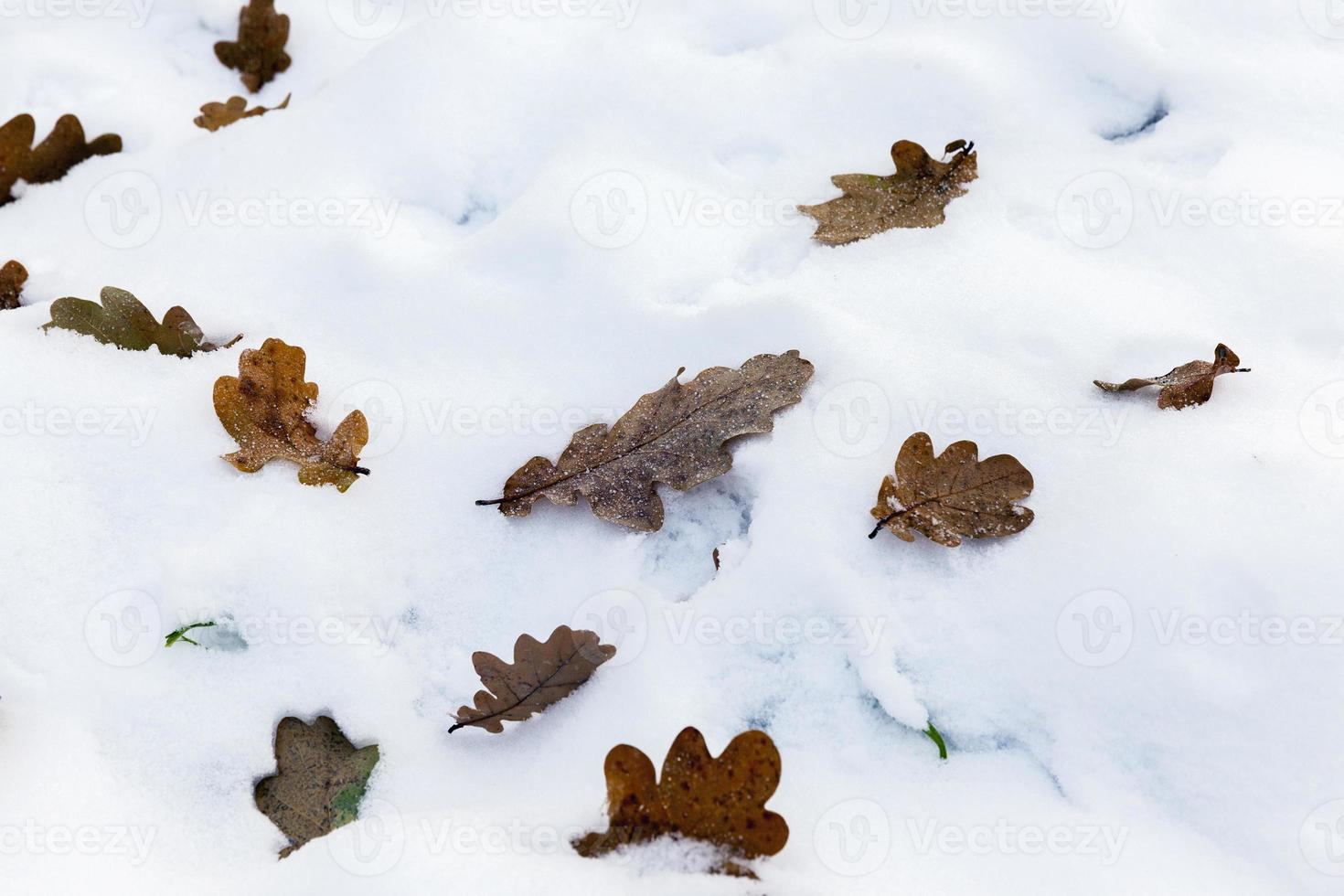 stagione invernale, primo piano foto