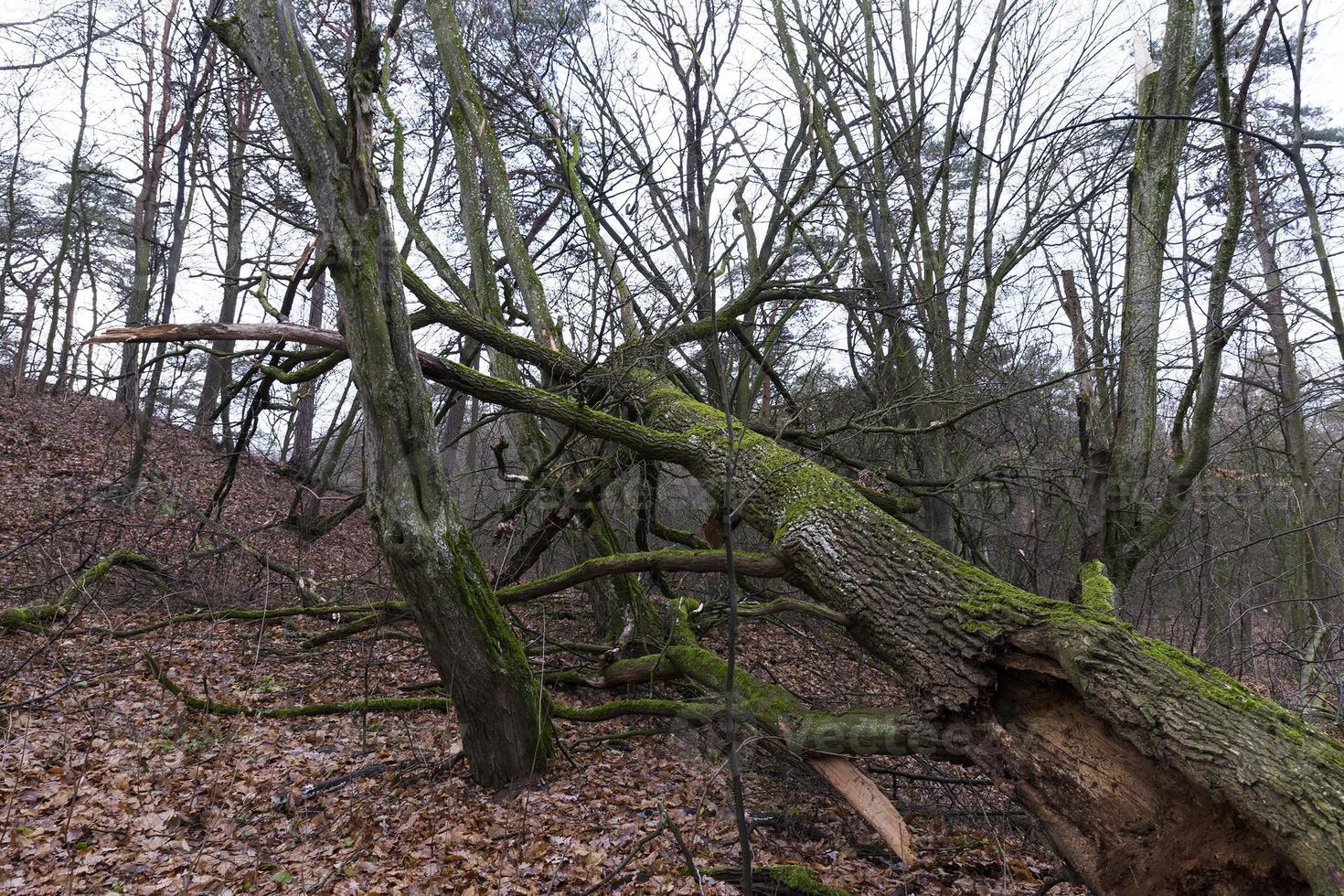 foresta di aceri in autunno foto