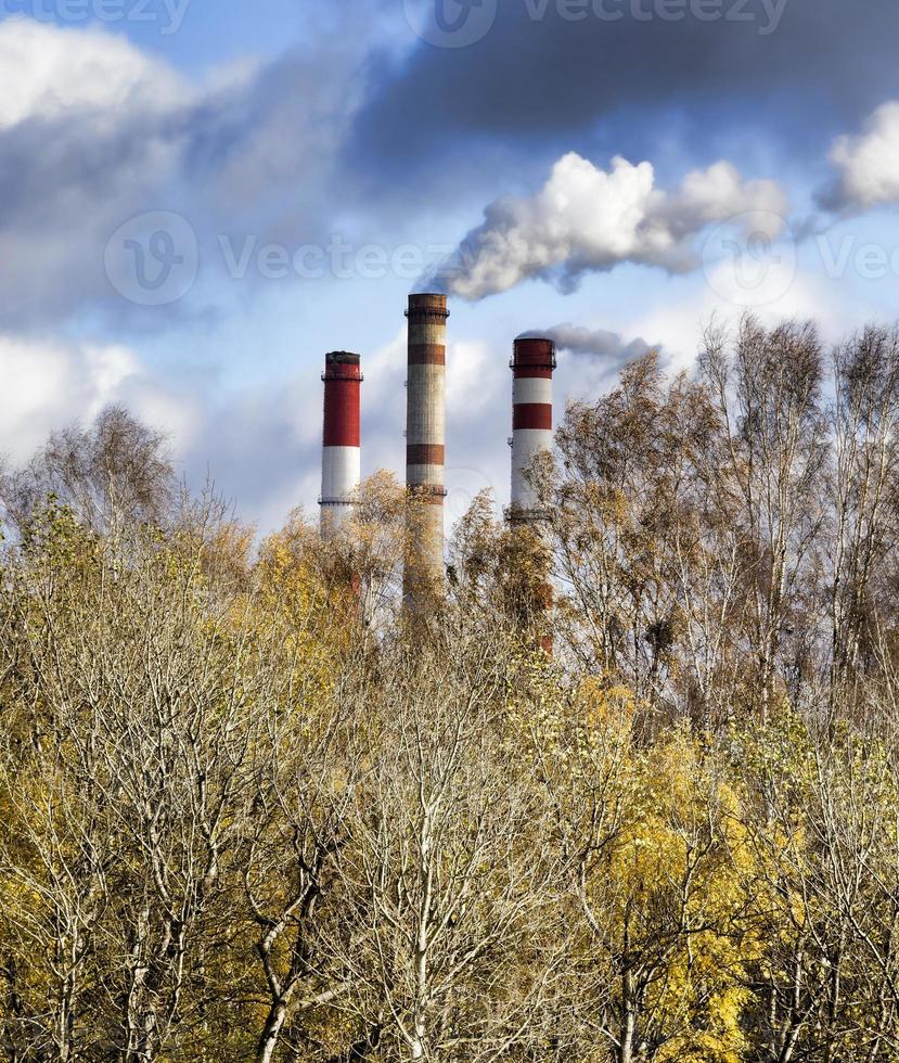 diversi alberi a foglie caduche foto