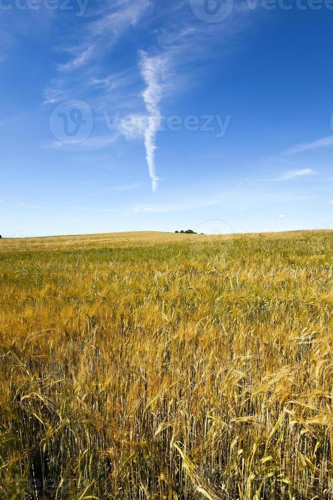 cereali stagionati. campo foto