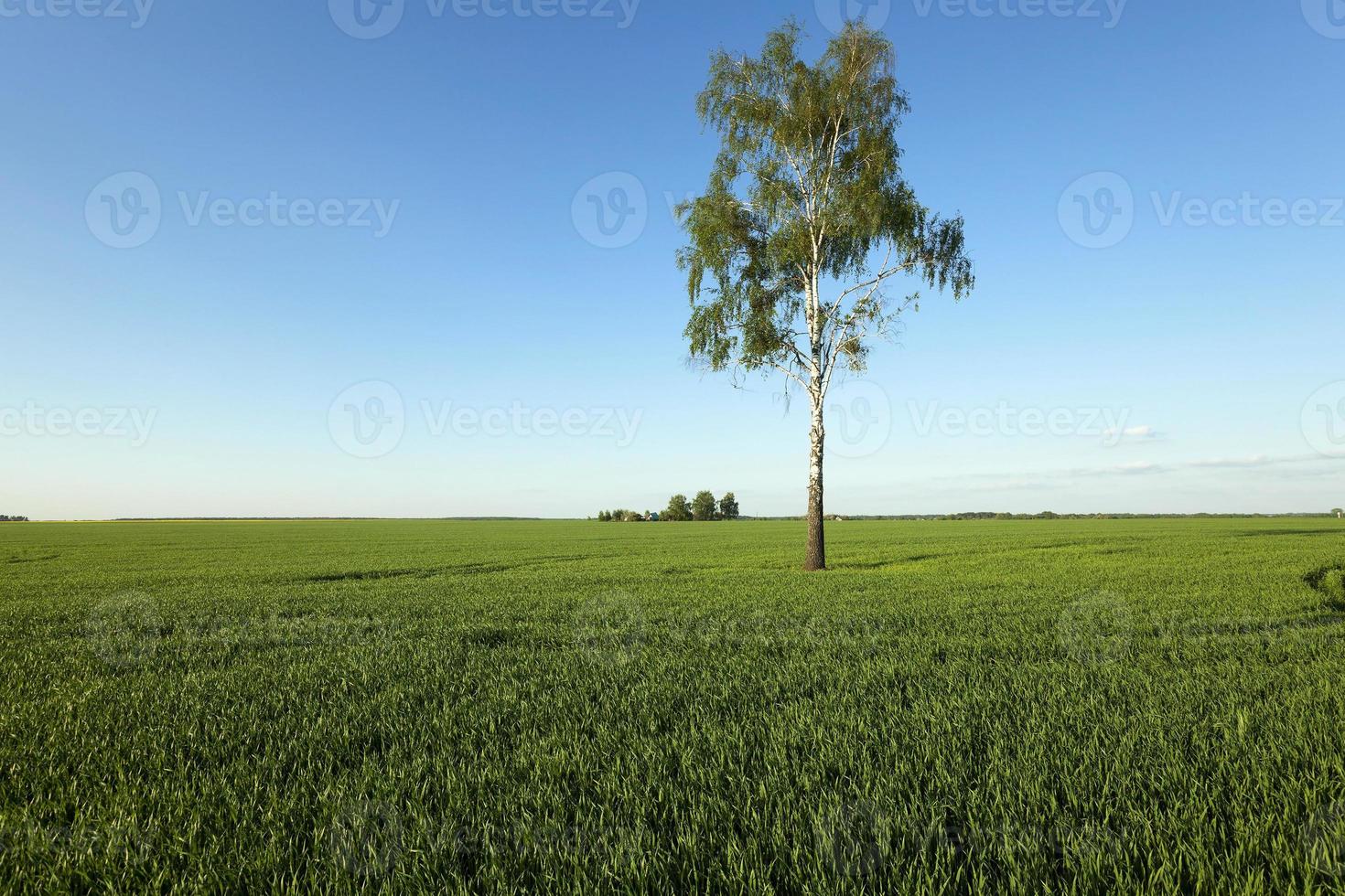 albero nel campo foto