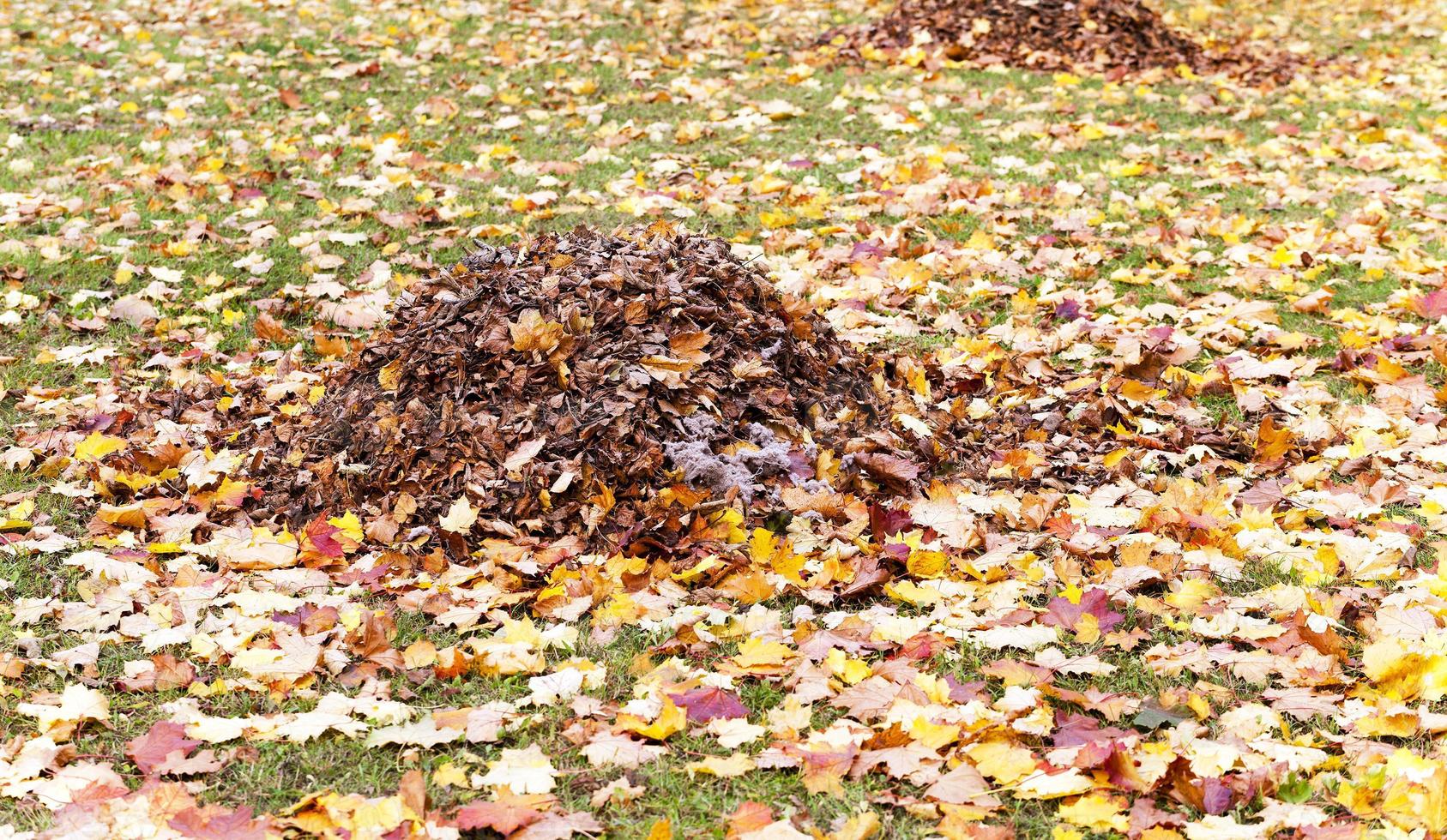 fogliame degli alberi foto