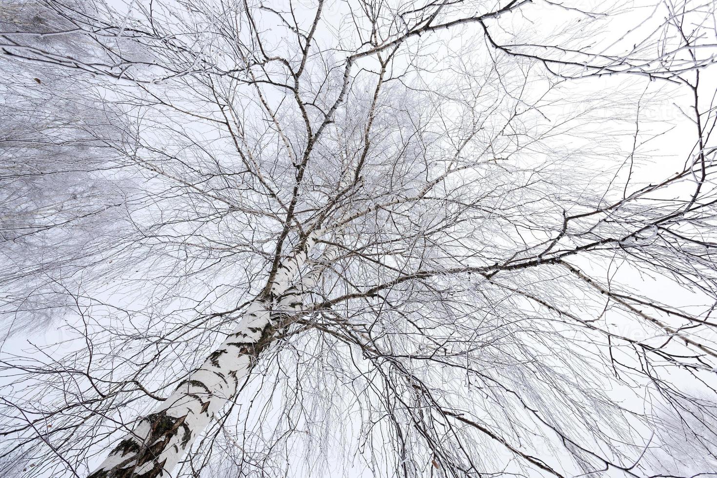 alberi d'inverno. fotografato foto