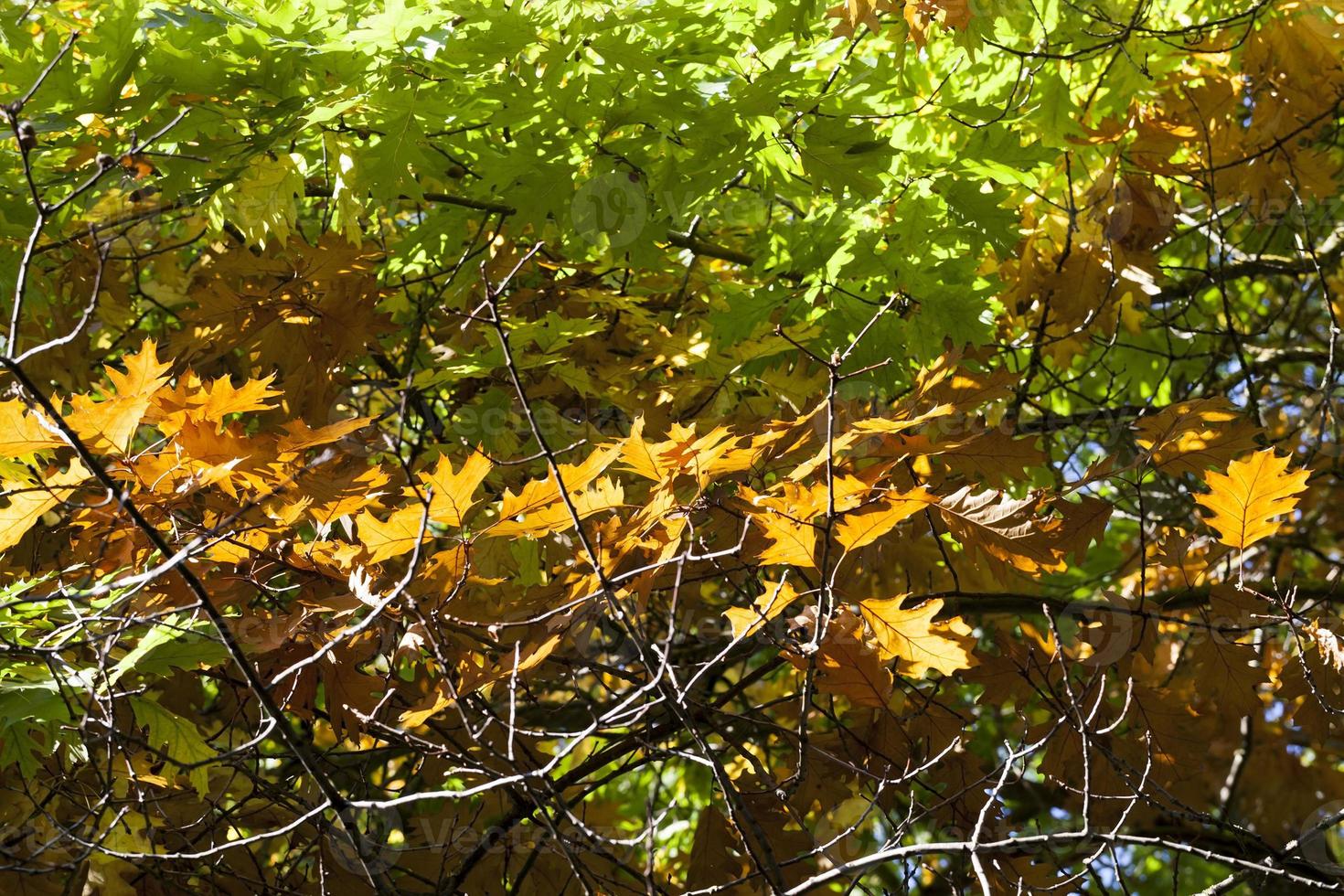 quercia, primo piano foto