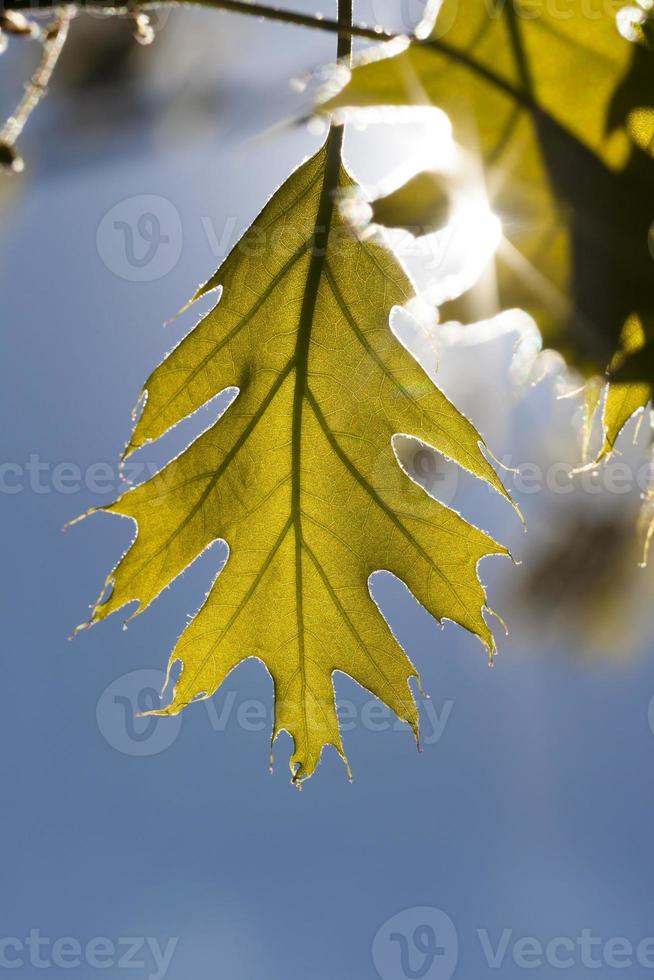 giovane fogliame di quercia foto