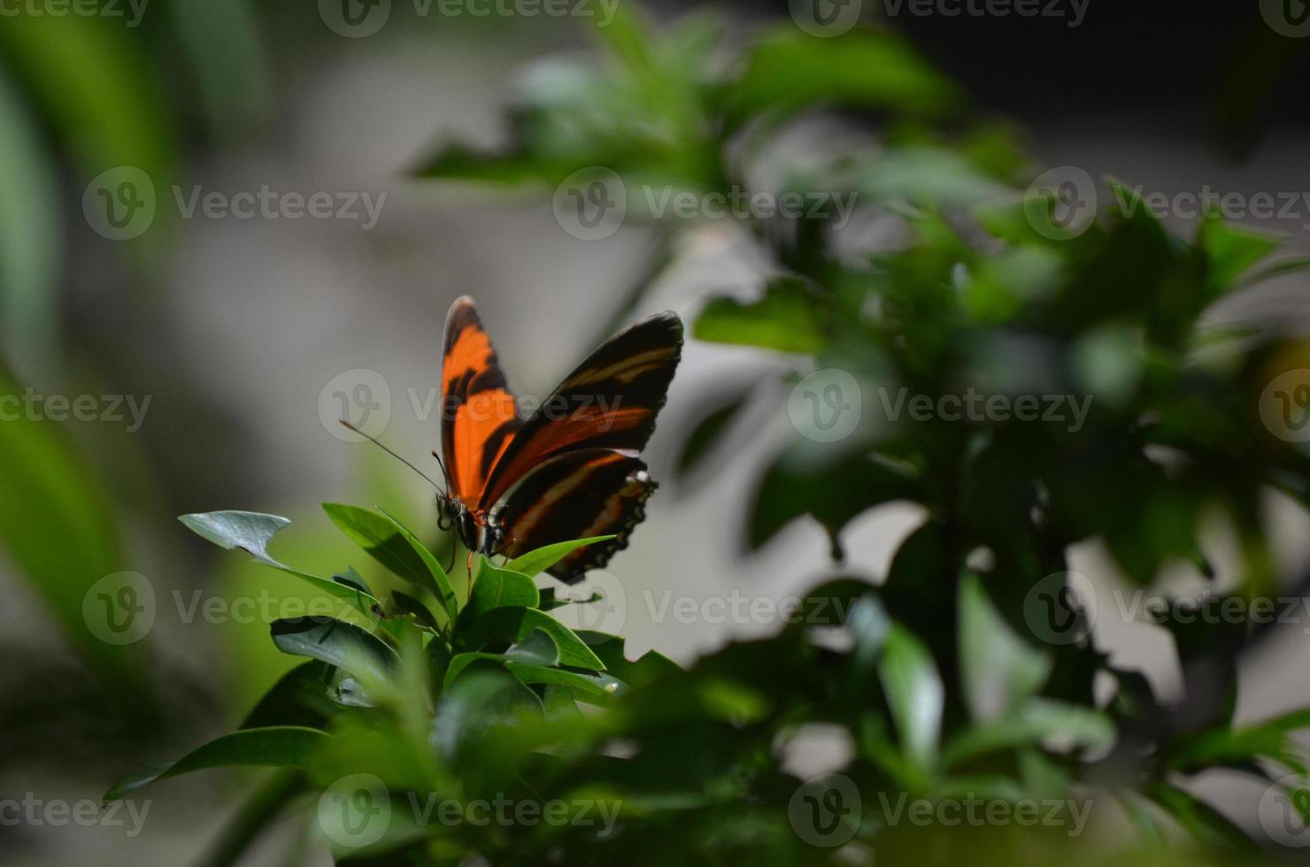 farfalla tigre di quercia nera e arancione mozzafiato foto