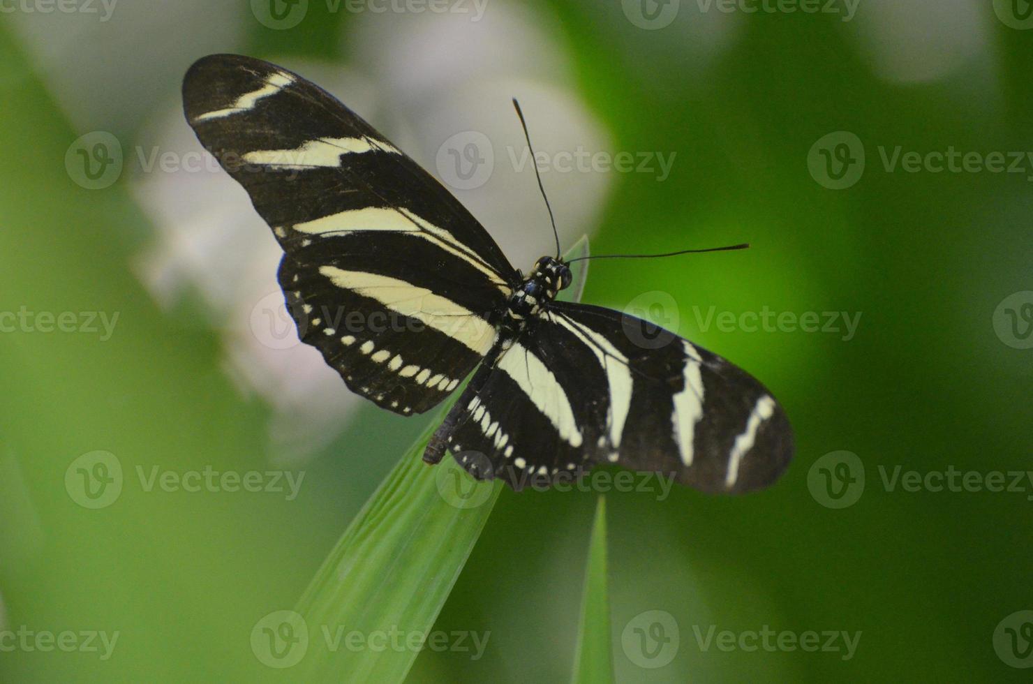 bella apertura alare su questa farfalla zebrata in bianco e nero foto