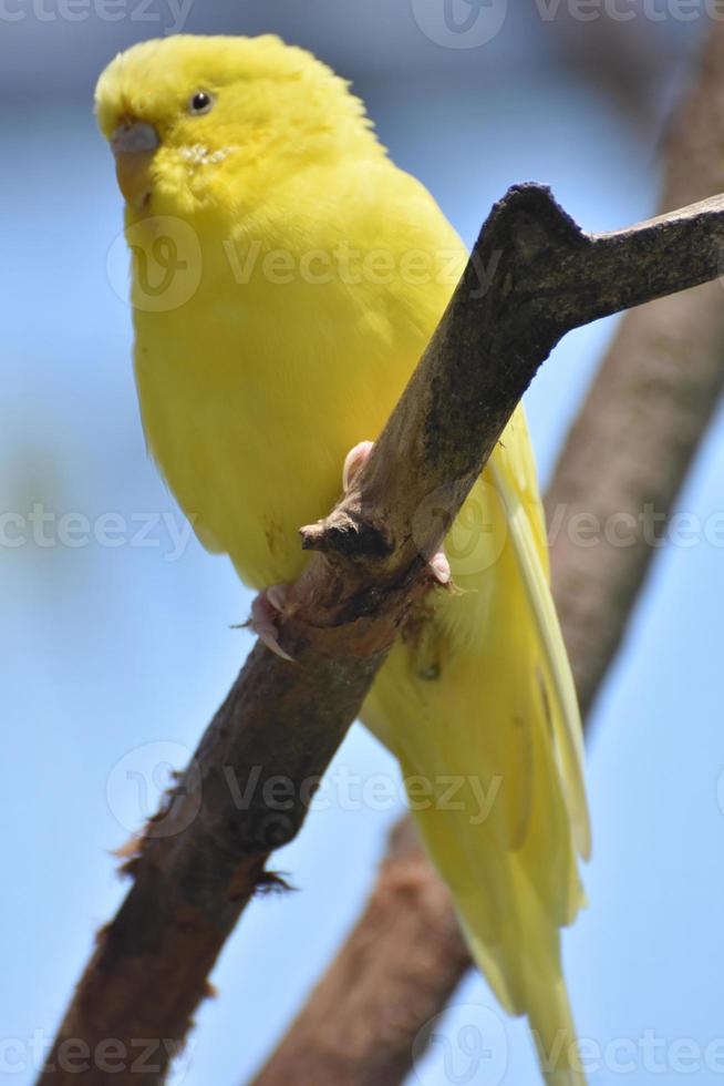 bellissimo uccellino giallo pappagallino in natura foto