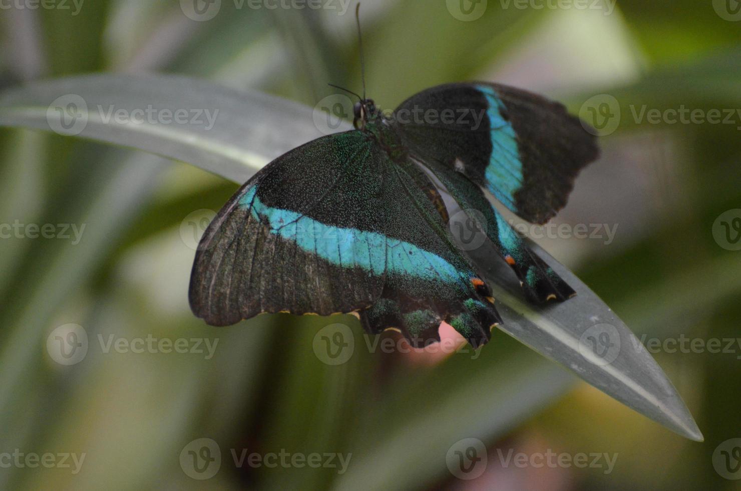 splendido blu vibrante sulle ali di una farfalla a coda di rondine color smeraldo foto