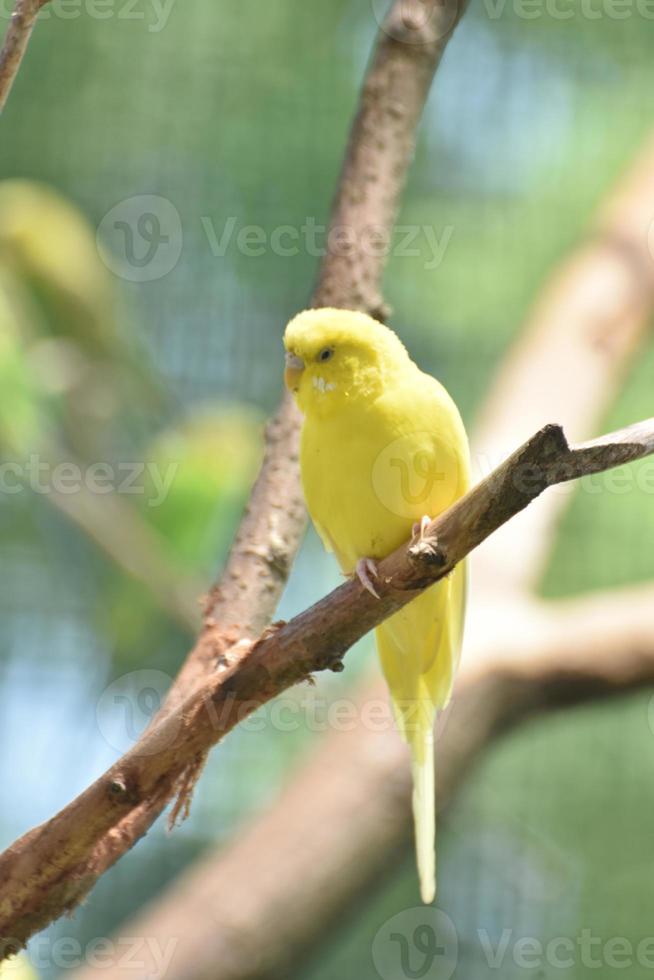 simpatico uccello pappagallo giallo che si guarda intorno foto