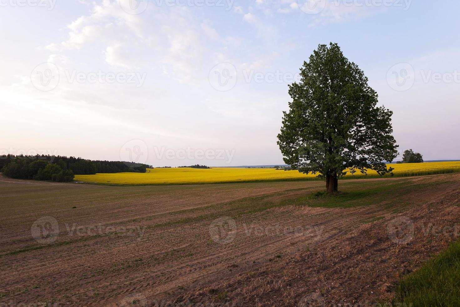 albero nel campo foto