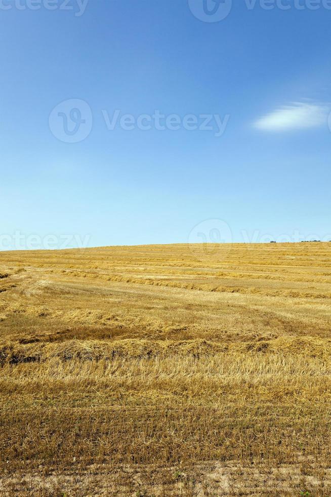 campo agricolo. cereali foto