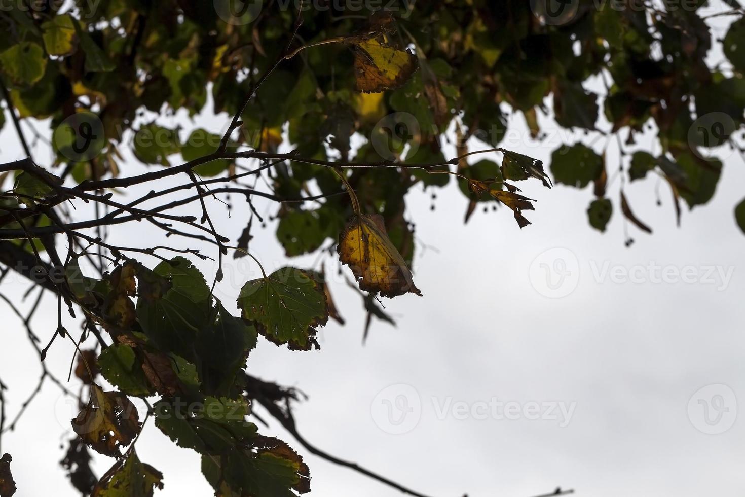 tiglio autunno, primo piano foto