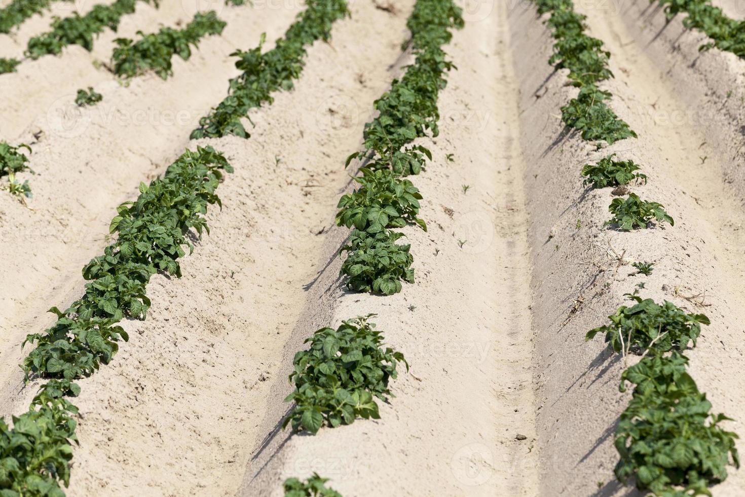 agricoltura, campo di patate foto