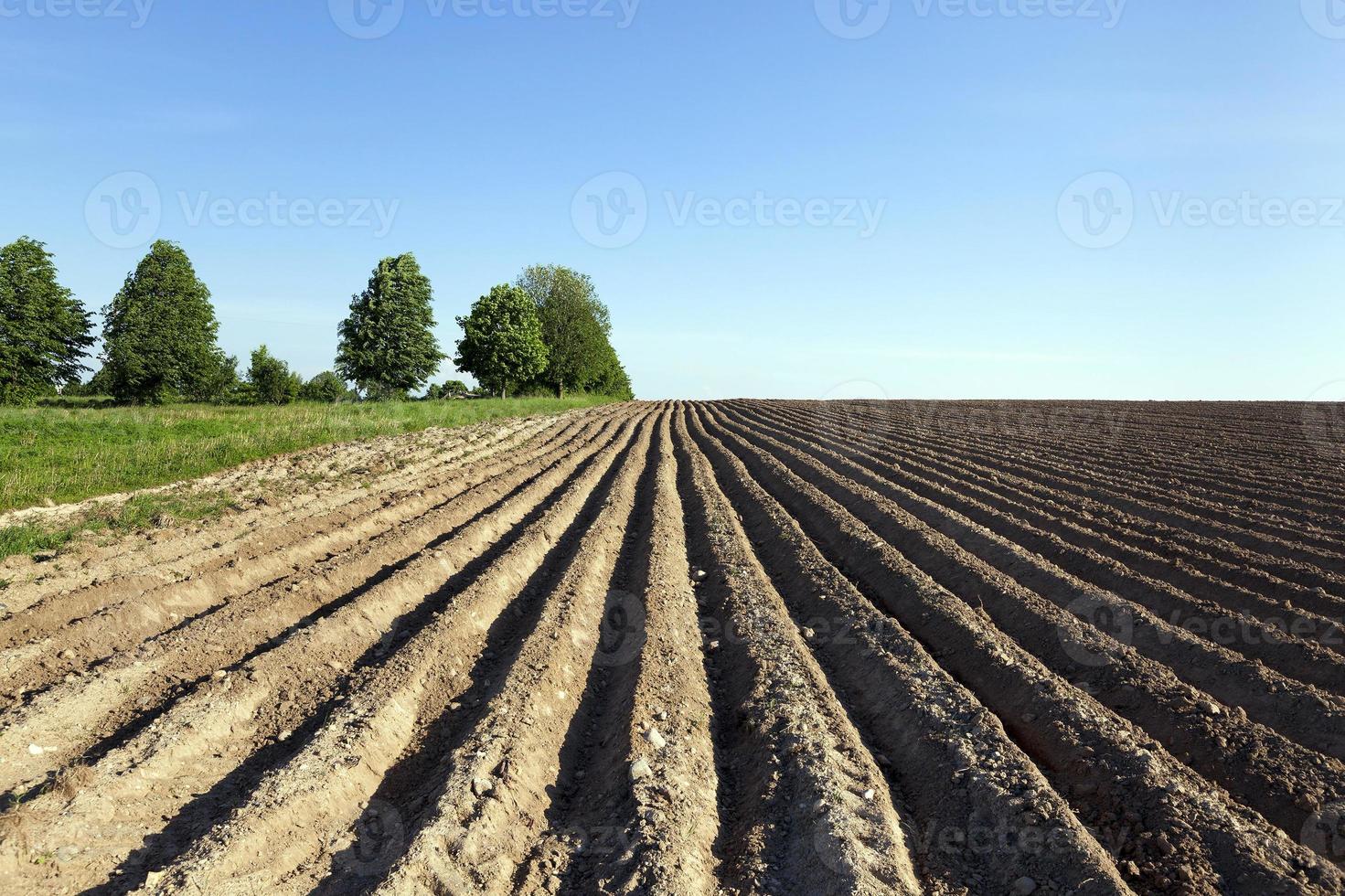 campo di patate. solco foto