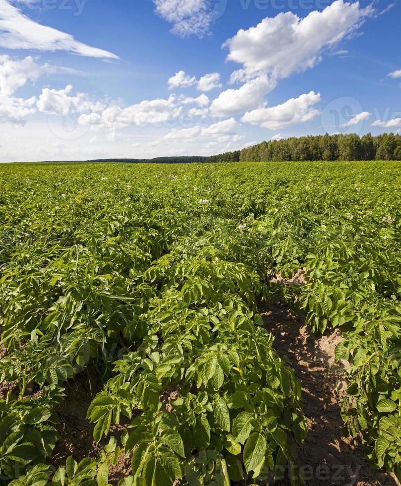 campo di patate da vicino foto